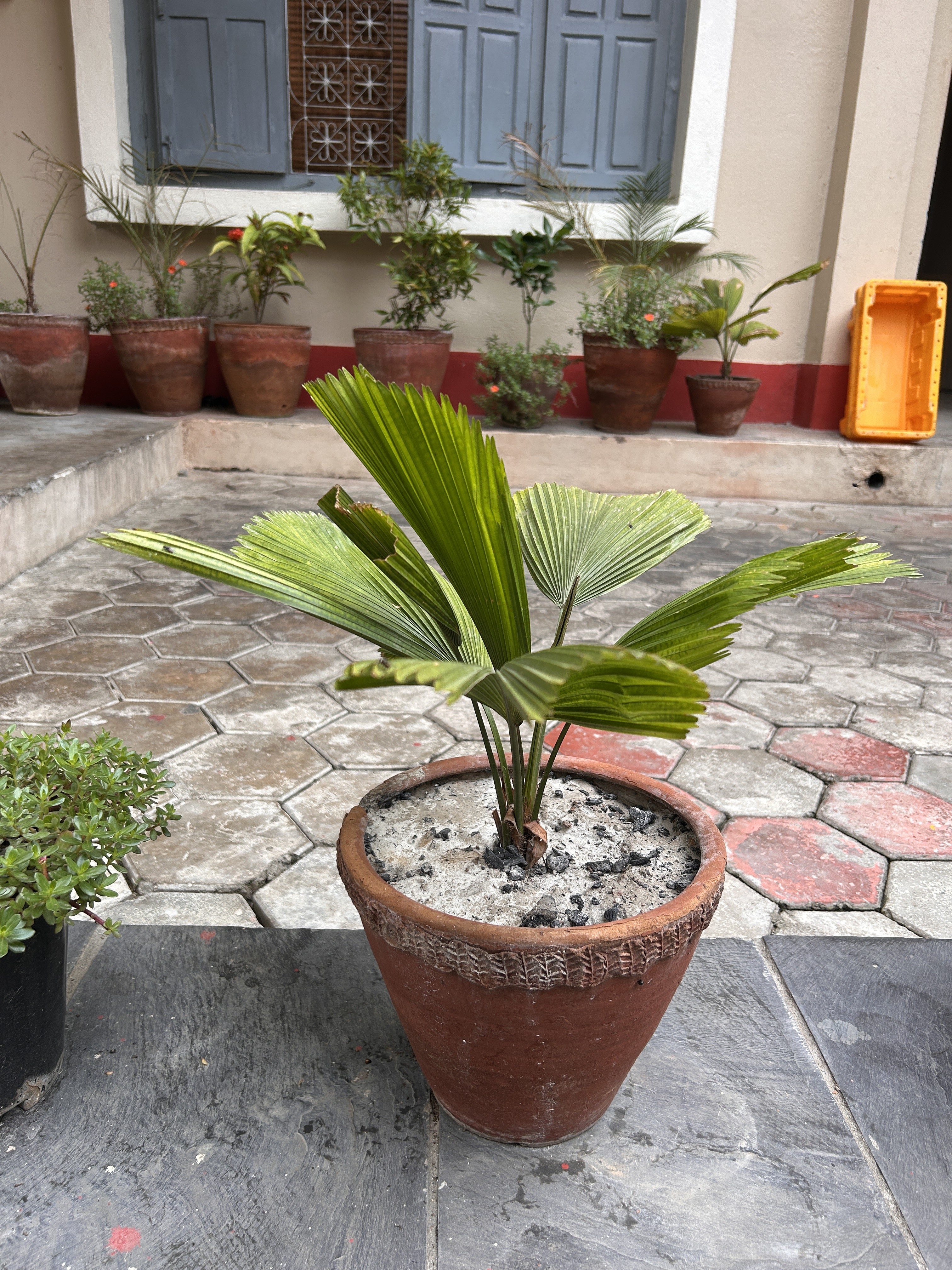A small potted plant with broad green leaves is placed on a tiled floor. In the background, several other potted plants are arranged along the wall beneath a window with closed shutters. A yellow container is visible to the right.