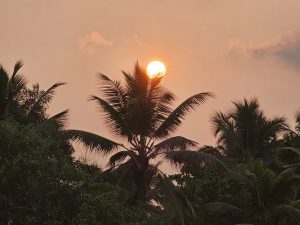 The sun dips below the horizon, casting a warm glow through the coconut tree leaves in Kozhikode, Kerala. A breathtaking sunset captured in a moment.