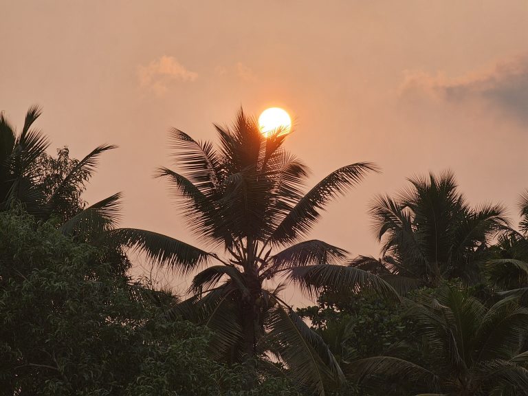 The sun dips below the horizon, casting a warm glow through the coconut tree leaves in Kozhikode, Kerala. A breathtaking sunset captured in a moment.