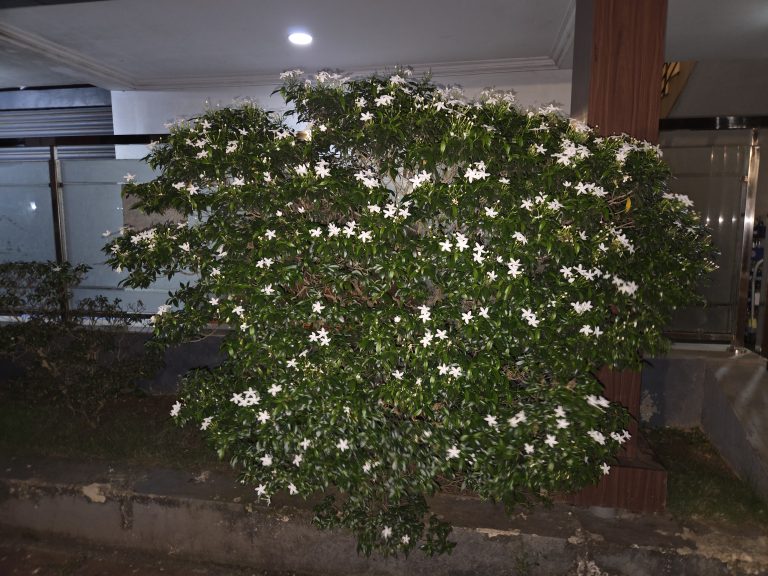 A bush with dense green foliage dotted with numerous small white flowers, situated next to a building with a glass facade and wooden paneling, under artificial lighting.