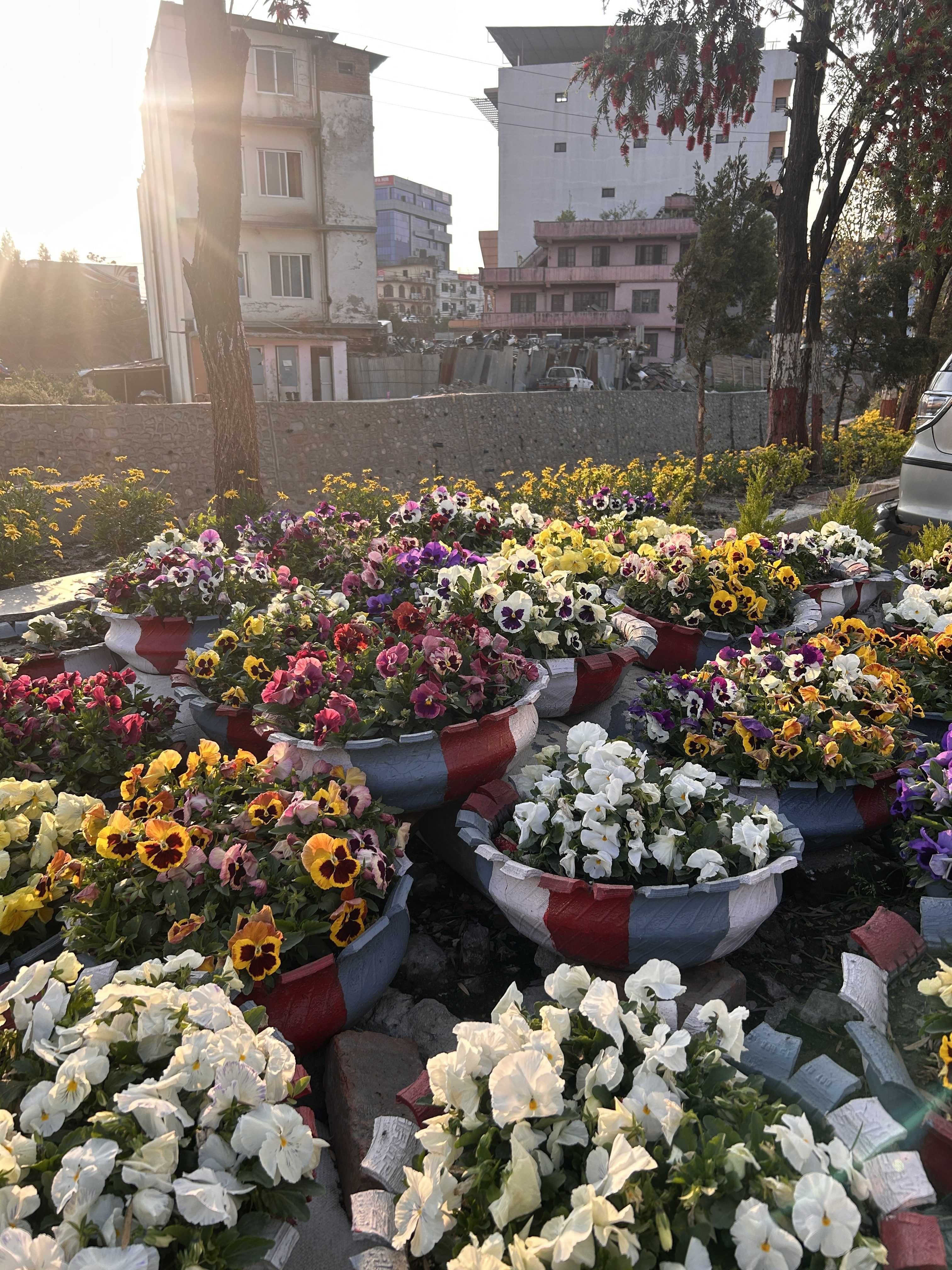 Flower pots filled with colorful blooms, including pansies and petunias, are arranged in front of a gray stone wall. In the background, there are several multi-story buildings illuminated by soft sunlight.