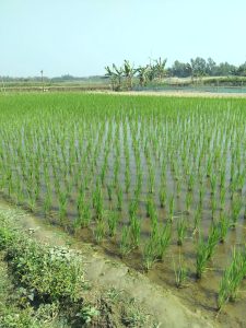 A vibrant green rice paddy field with rows of young rice plants partially submerged in water, surrounded by a rural landscape with banana trees and other vegetation in the background.