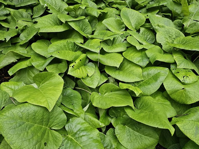 A dense cluster of large, vibrant green leaves, possibly belonging to the Giloy plant. The leaves are heart-shaped with prominent veins and slightly textured surfaces.