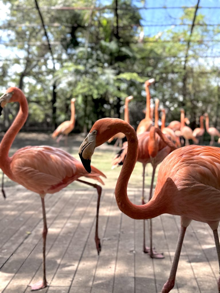 A group of bright pink flamingos stands on a wooden deck under a mesh canopy, with trees and blue sky visible in the background.