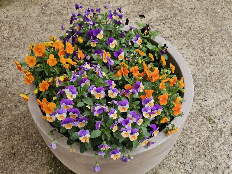 A round, light gray pot filled with a variety of pansies. The pansies are primarily purple and orange, with some exhibiting a mix of both colors. Green foliage is visible among the flowers, and the pot is set against a textured, light brown surface.