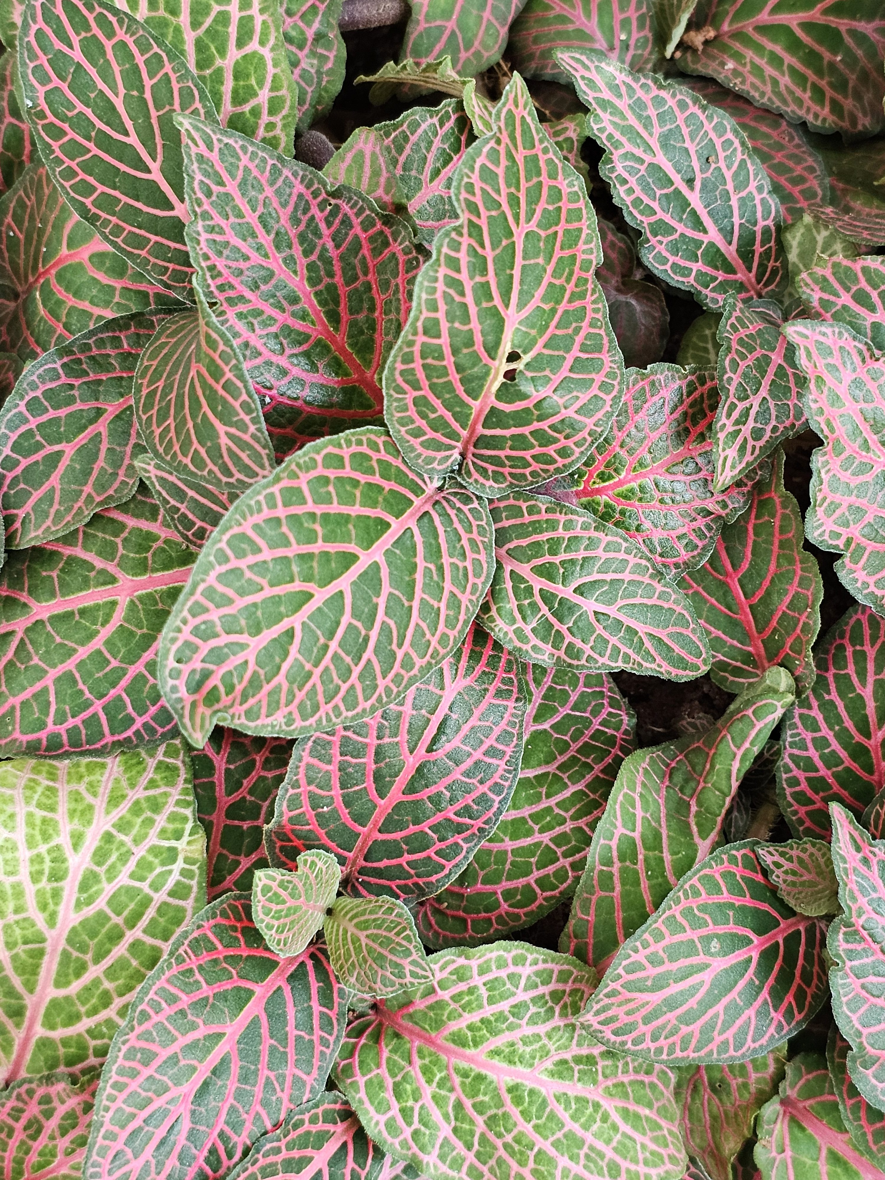A close-up of Fittonia albivenis, also known as nerve plant or mosaic plant, characterized by its vibrant green leaves with striking pink or red veins. The leaves are densely packed, creating a visually appealing pattern of contrasting colors. Captured from cousin's garden in Kozhikode, Kerala.