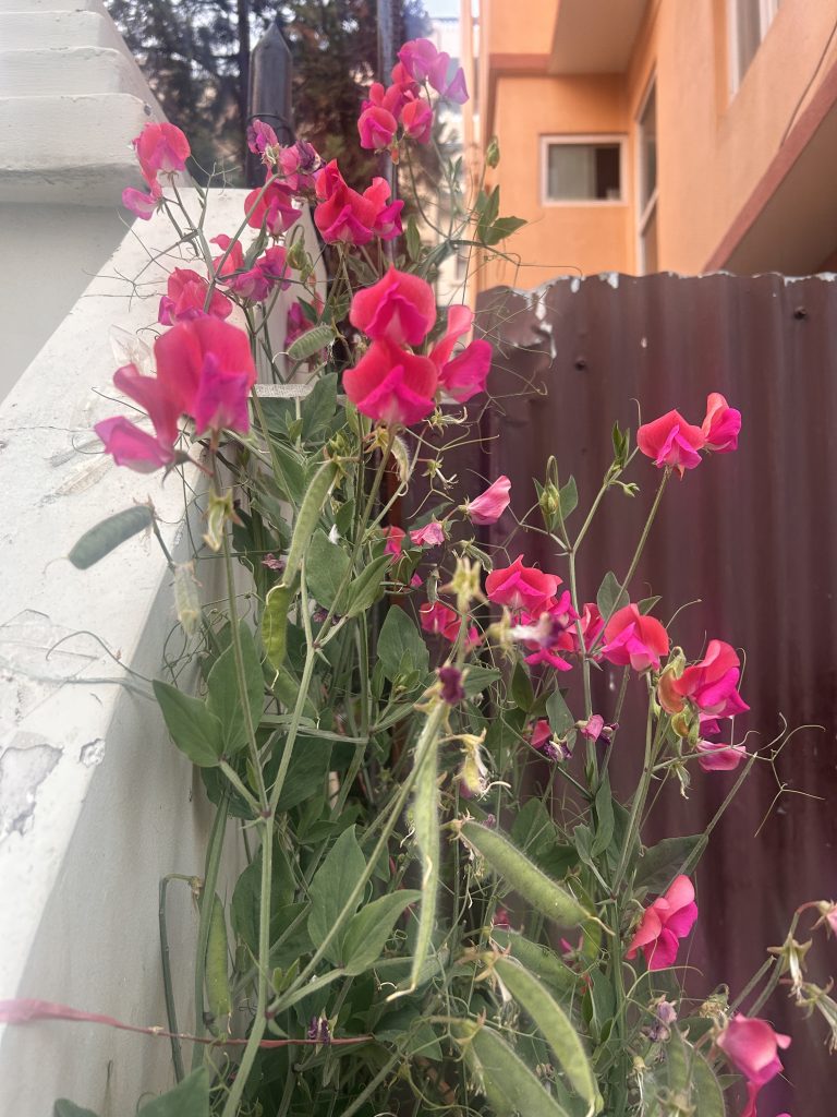 A cluster of vibrant pink sweet pea flowers with green leaves and tendrils, growing along a white wall. In the background, an orange building and a corrugated metal fence are visible.