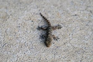 A small lizard with a scaly, brownish pattern is sitting on a rough, textured concrete surface. Its body is stretched out with its tail extending behind it.