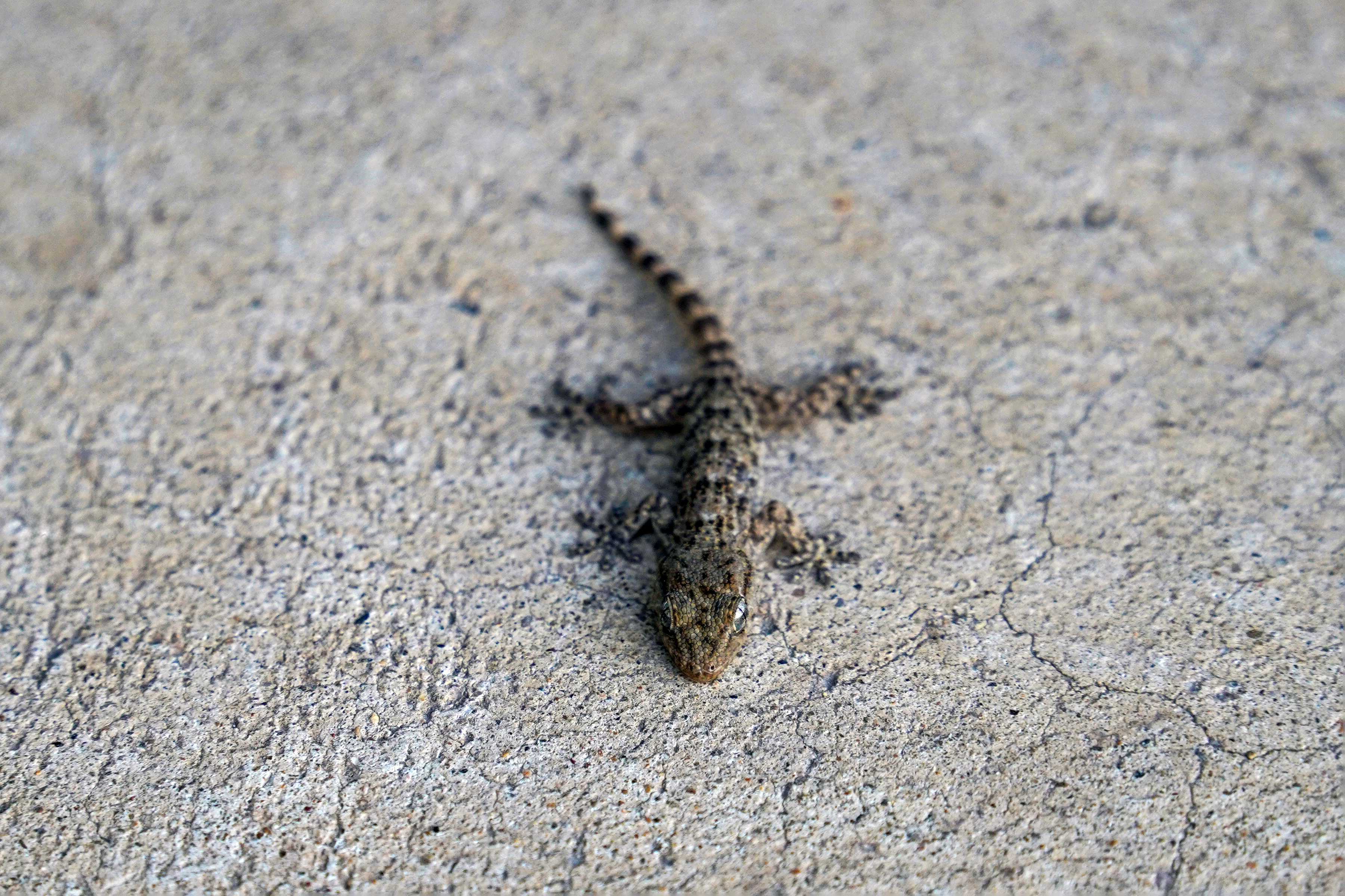 A small lizard with a scaly, brownish pattern is sitting on a rough, textured concrete surface. Its body is stretched out with its tail extending behind it.
