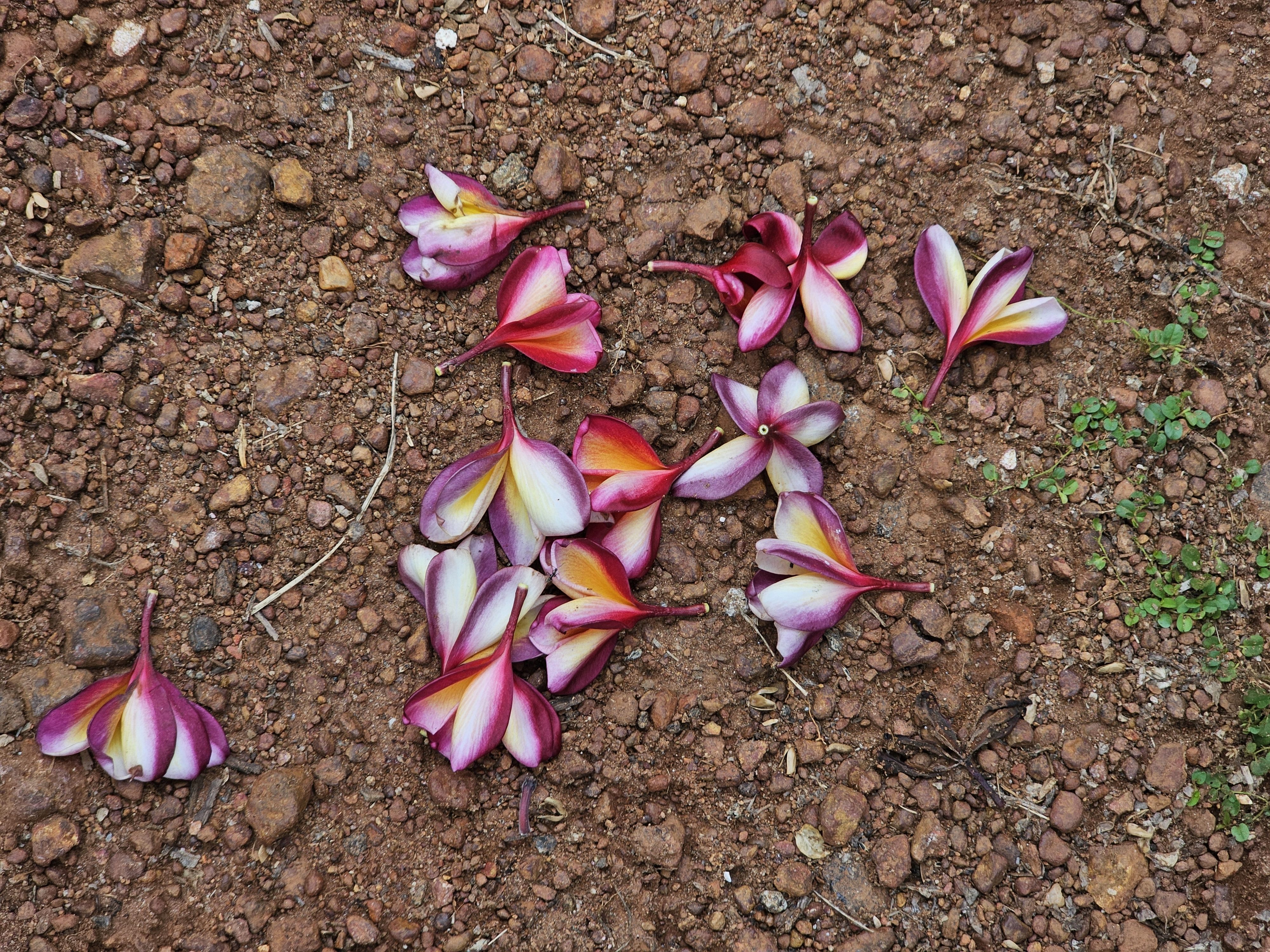 Several fallen plumeria flowers scattered on a textured, reddish-brown ground. The flowers exhibit a color gradient, transitioning from white and yellow at the base to pink and magenta at the tips. Captured from Pantheerankavu, Kozhikode.