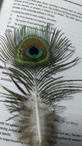 Multi-color feather of Indian National Bird Peacock.
