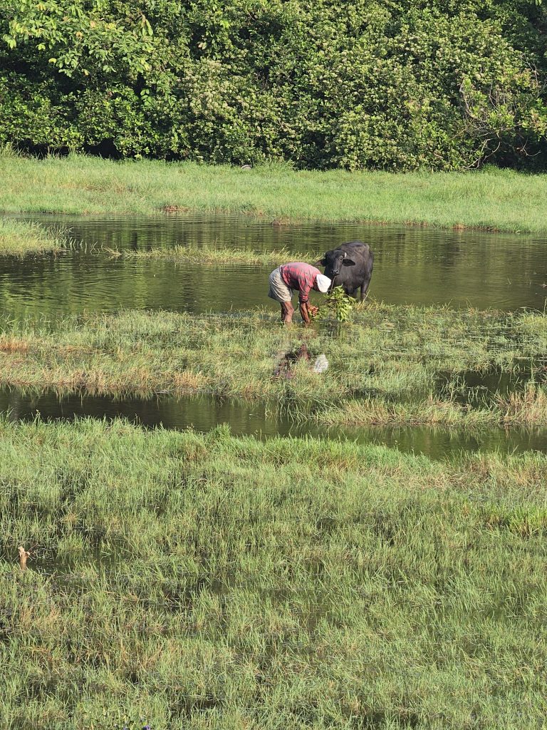 A person in a striped shirt and white hat stands in a grassy, waterlogged field, tending to vegetation near a buffalo. Dense green foliage forms the background.