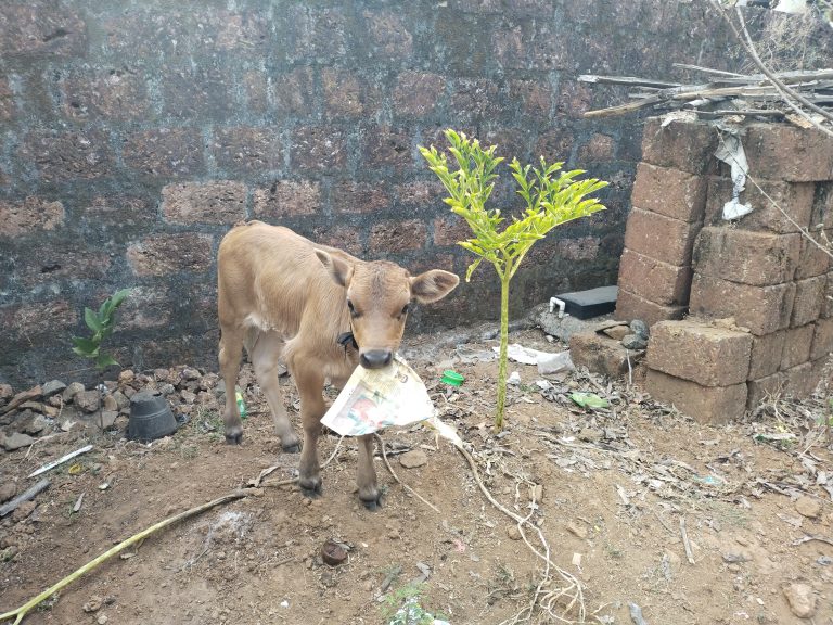 A young brown calf standing in a dirt area near a stone wall, holding a piece of paper in its mouth. There are some plants, rocks, and a stack of bricks in the background.