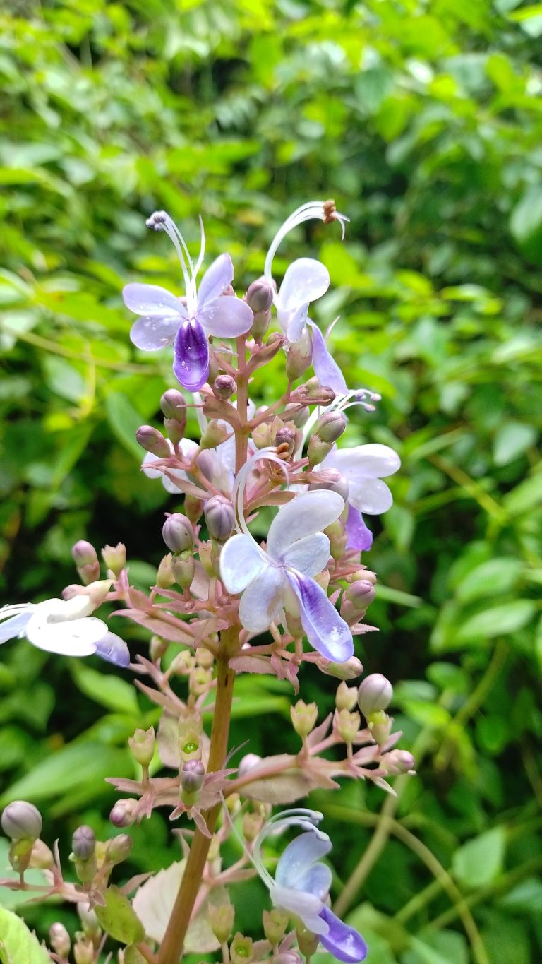 A close-up of a purple and white flower with delicate petals and a backdrop of lush green foliage.