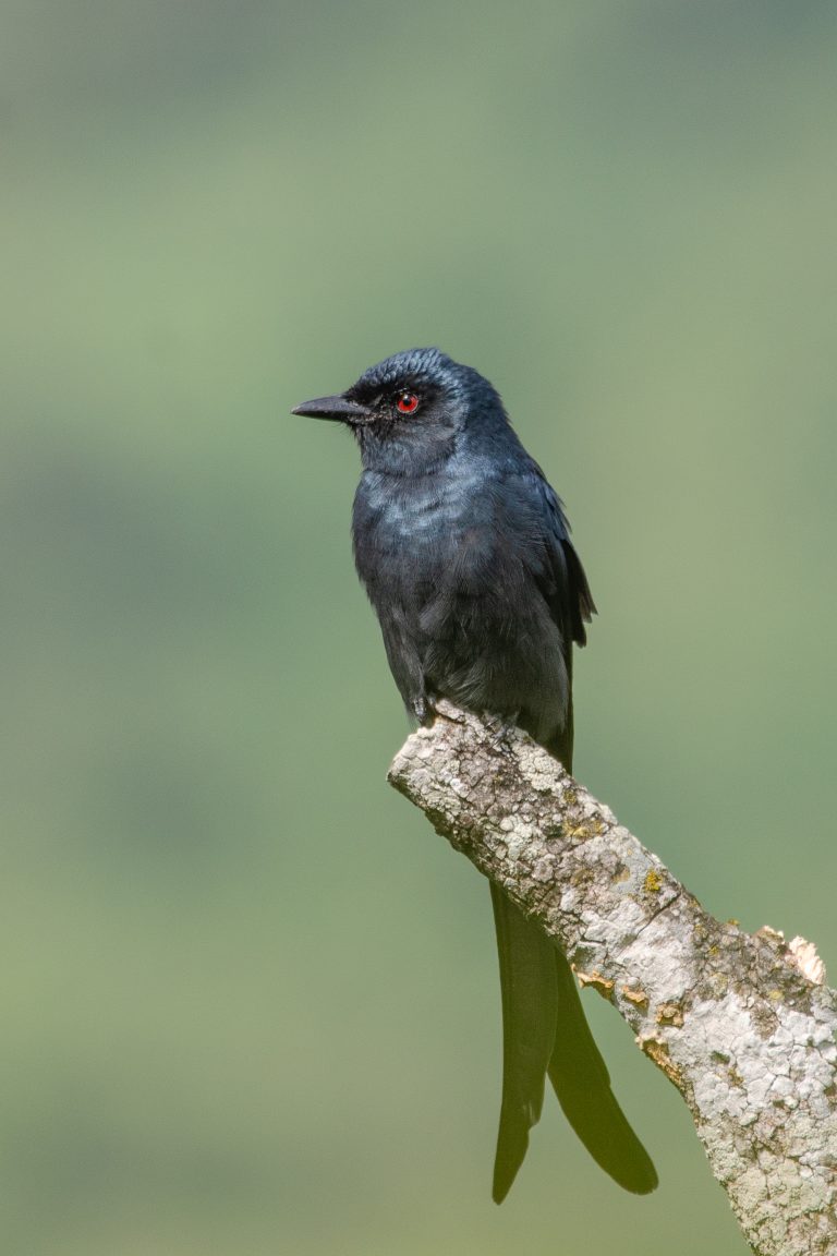 A black drongo bird with red eyes perched on the end of a branch, set against a soft green background.