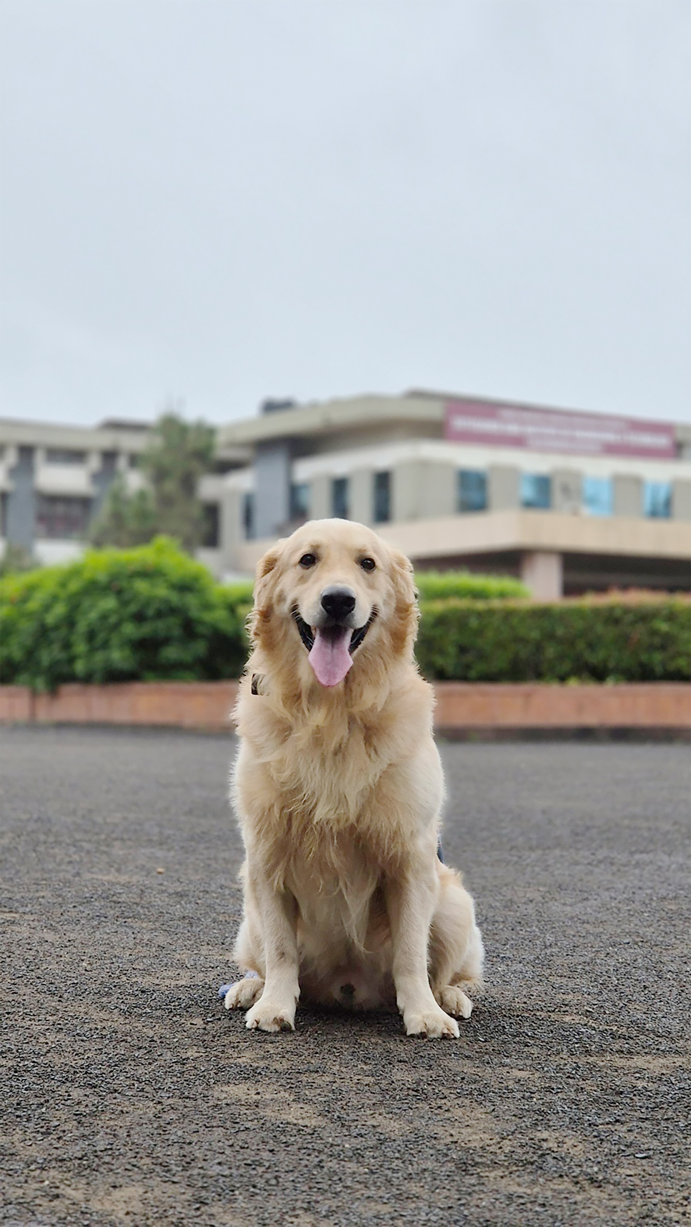 A Golden Retriever sitting on a paved surface with a blurred background of a building and greenery