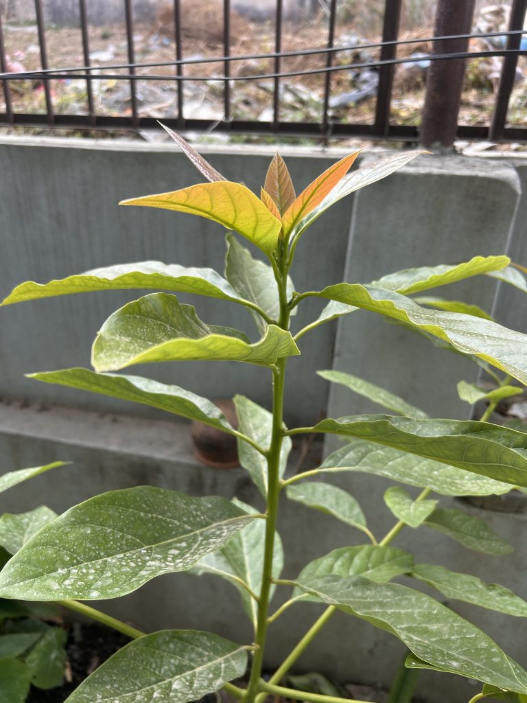 A young plant with fresh, green leaves and a few reddish new leaves at the top, growing in front of a concrete wall with a metal fence in the background.