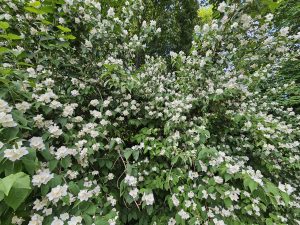 A dense shrub of mock orange (Philadelphus coronarius), covered in small white flowers. The bright blooms stand out against the rich green leaves, from Petrin Hill Garden in Prague. 