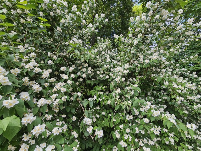 A dense shrub of mock orange (Philadelphus coronarius), covered in small white flowers. The bright blooms stand out against the rich green leaves, from Petrin Hill Garden in Prague.