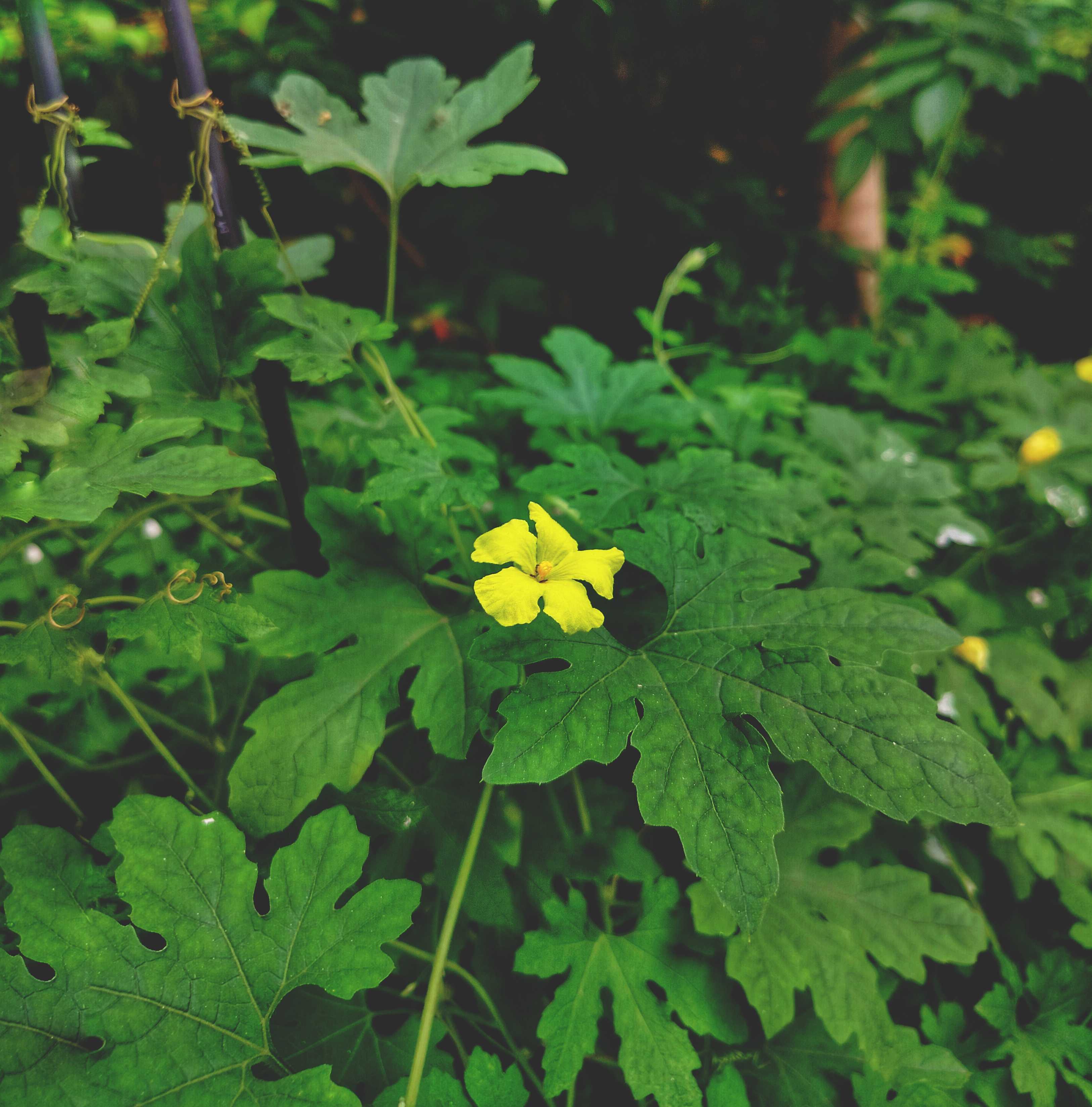 A close-up of a vibrant yellow flower nestled among lush, dark green leaves in a garden setting.