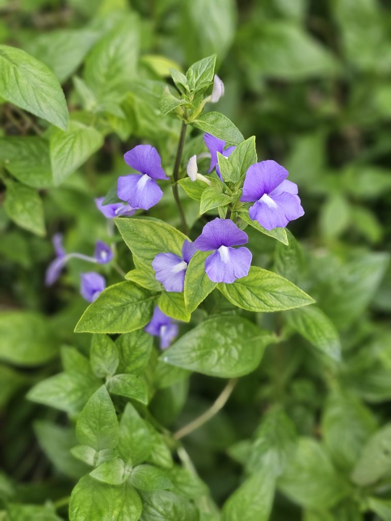 A cluster of Otacanthus caeruleus, also known as Blue Brazilian Snapdragon, features vibrant purple flowers with white throats amidst lush green foliage. It was captured from an amusement park in Kozhikode, Kerala.