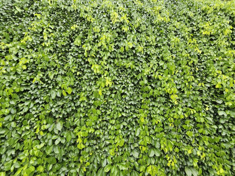 A dense wall of green creepers, possibly Ficus pumila, Hedera helix, or Boston ivy. The leaves are tightly packed together, creating a uniform texture and a vibrant green backdrop.