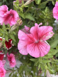 Close-up of vibrant pink petunias with green leaves, showcasing their delicate petals and intricate veining.
