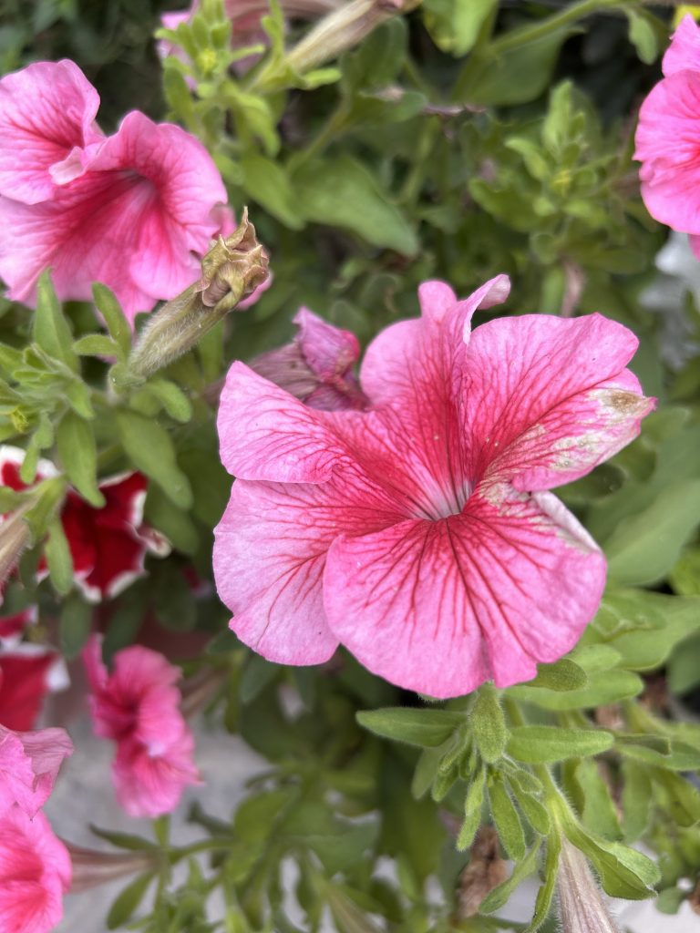 Close-up of vibrant pink petunias with green leaves, showcasing their delicate petals and intricate veining.