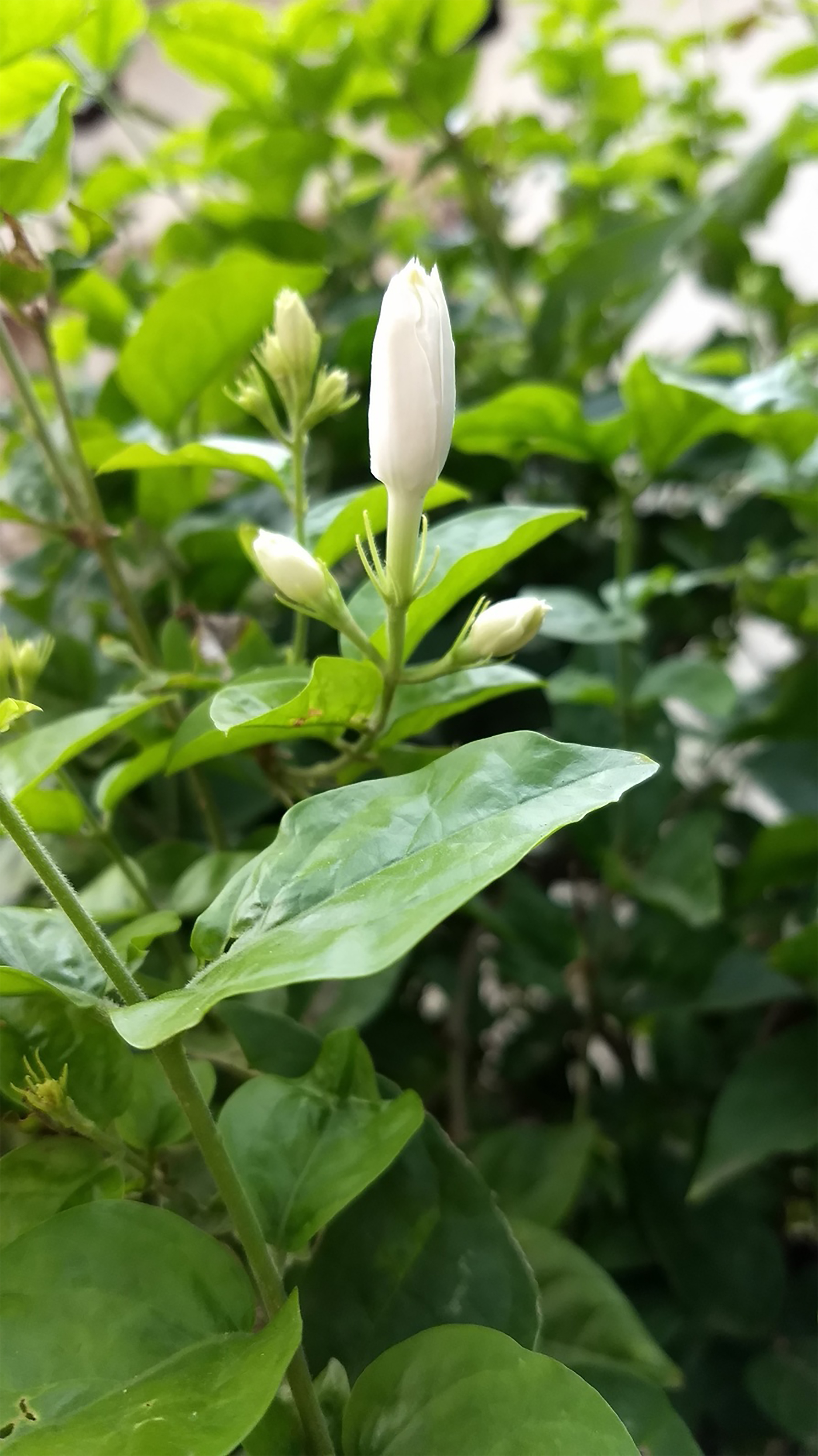 A white Jasmine Flower surrounded by green leaves.