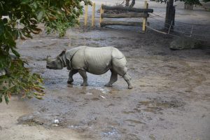 An Indian rhinoceros (also known as Indian rhino or greater one-horned rhinoceros or great Indian rhinoceros) standing in a muddy enclosure. The gray rhino has thick, folded skin and a single horn. This sight was captured at Schönbrunn Zoo in Vienna, Austria.