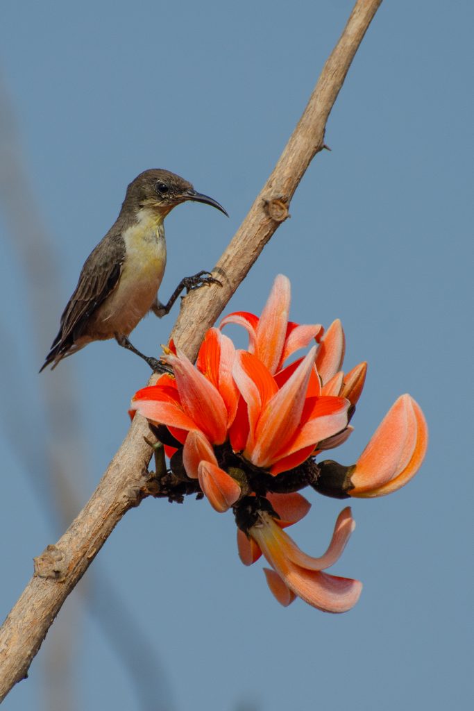 SunBird, A small bird perched on a branch next to vibrant orange flowers against a clear blue sky.