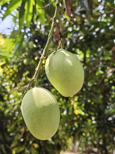 Two green mangoes hanging from a tree branch, surrounded by lush green leaves in the background.