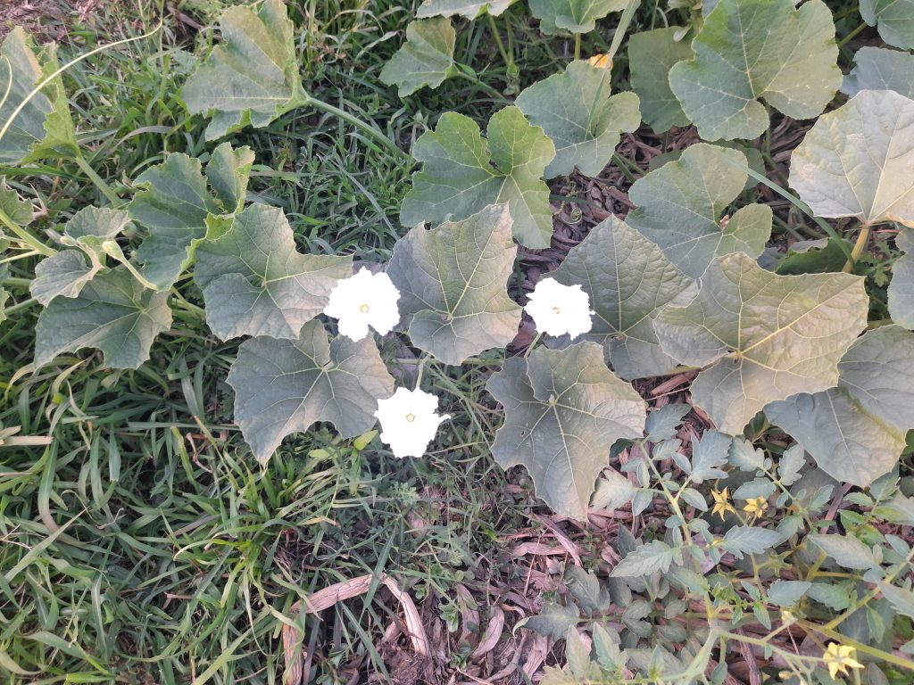A gourd plant growing in a natural outdoor setting with large green leaves and delicate white flowers in bloom.