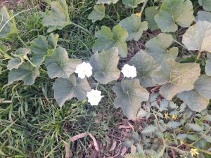 A gourd plant growing in a natural outdoor setting with large green leaves and delicate white flowers in bloom.

