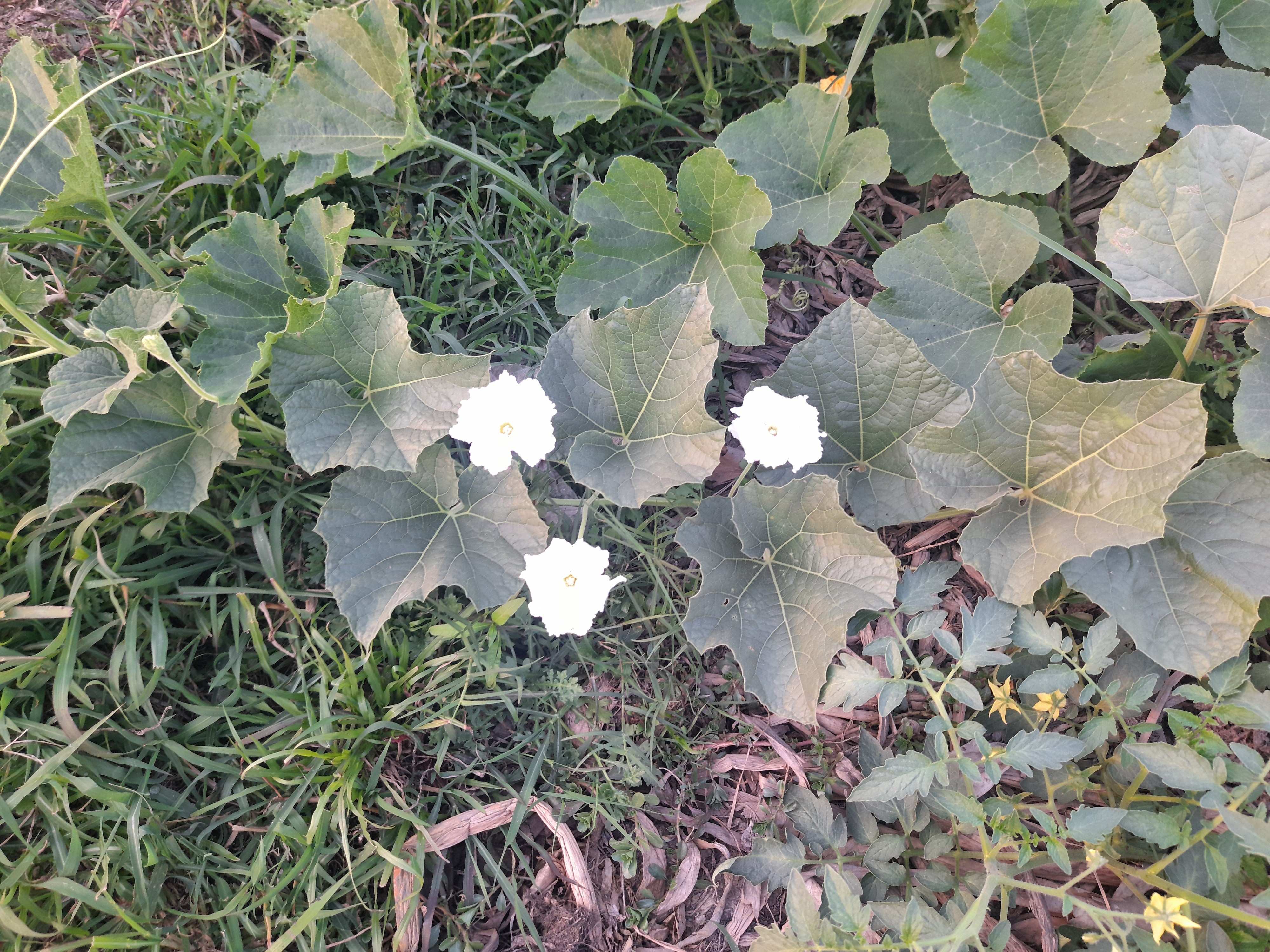 A gourd plant growing in a natural outdoor setting with large green leaves and delicate white flowers in bloom.