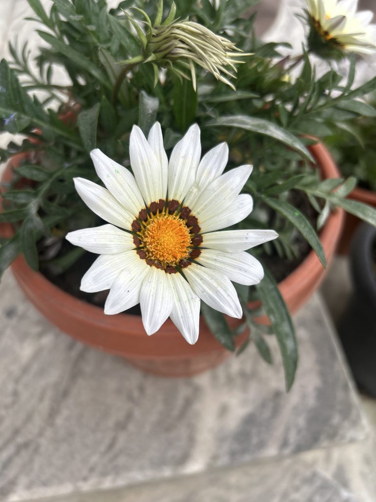 A close-up of a white daisy-like flower in a terracotta pot, surrounded by green foliage. The flower has a bright yellow center with a ring of dark orange. Buds and other flowers are visible in the background.