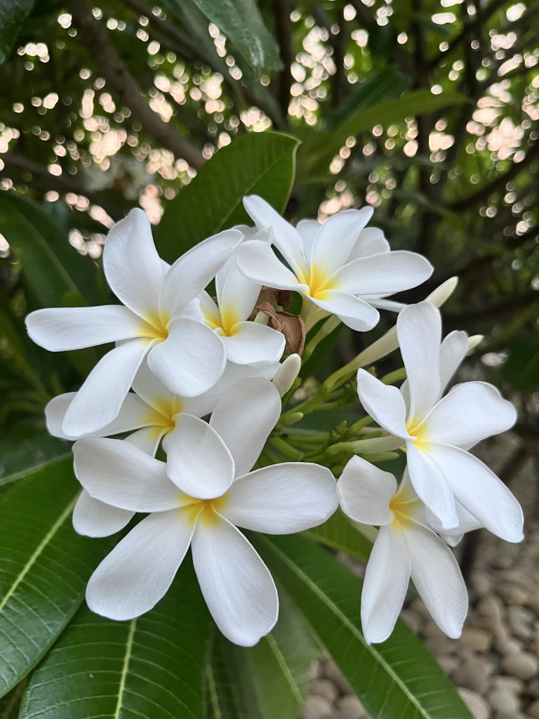 A cluster of white plumeria flowers with yellow centers, surrounded by green leaves, against a blurred leafy background.