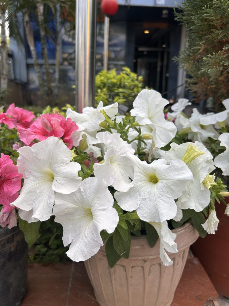 A potted plant with white and pink flowers, surrounded by greenery. The background features a building entrance and tree