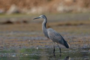A heron with grayish plumage standing in shallow water with a blurred background of earthy tones.