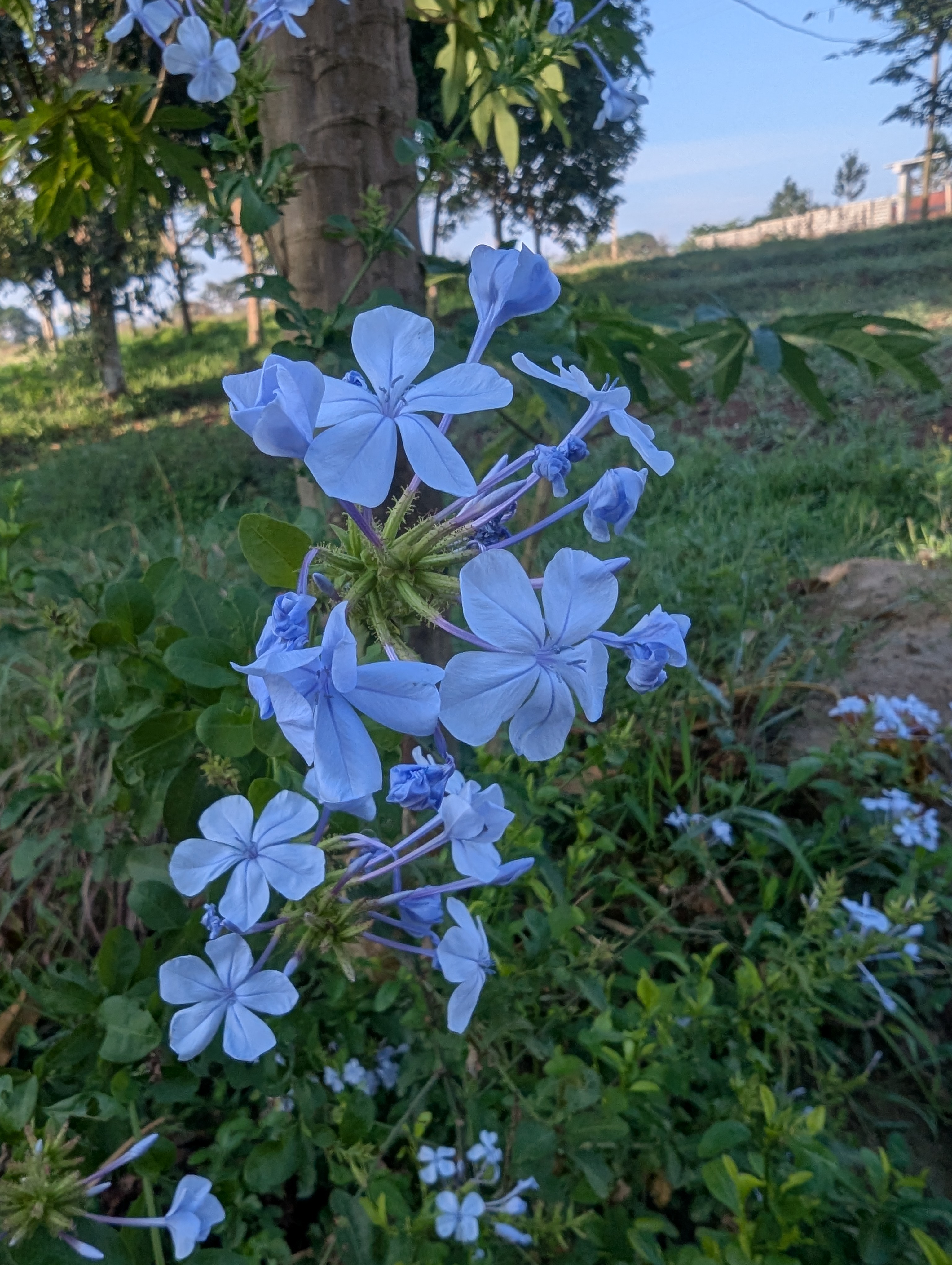 Blue eared flower commonly used as a repellent for mosquitoes