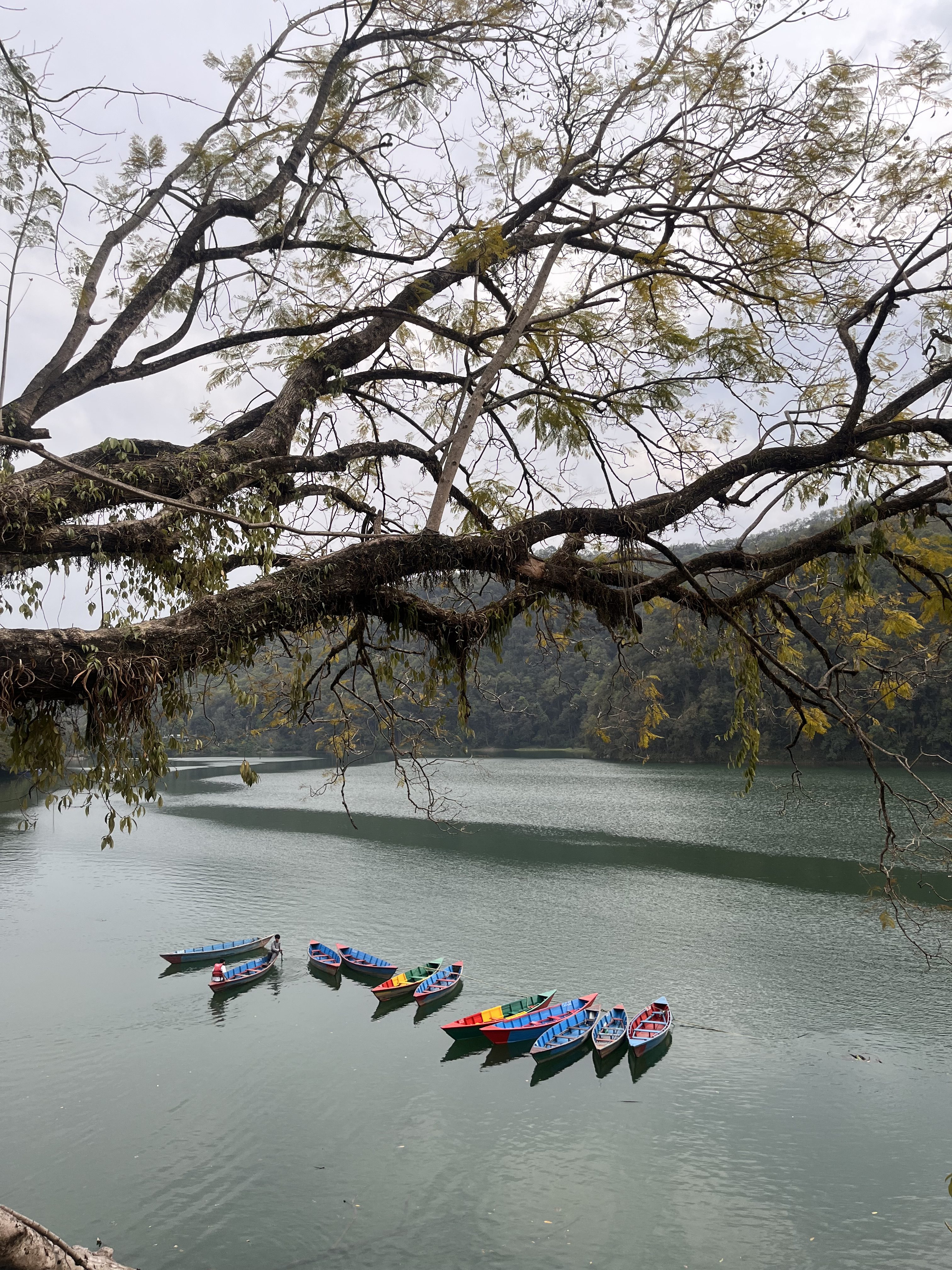 Phewa Lake, with colorful wooden boats floating on calm waters, framed by the branches of a large tree.