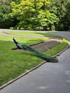 A peacock standing on a grassy area next to a paved path, and the background includes green trees and foliage. Captured from Prague Castle Garden. 