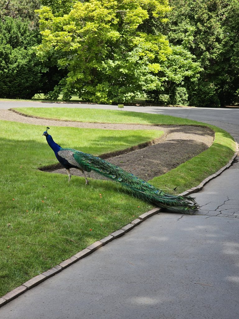 A peacock standing on a grassy area next to a paved path, and the background includes green trees and foliage. Captured from Prague Castle Garden.