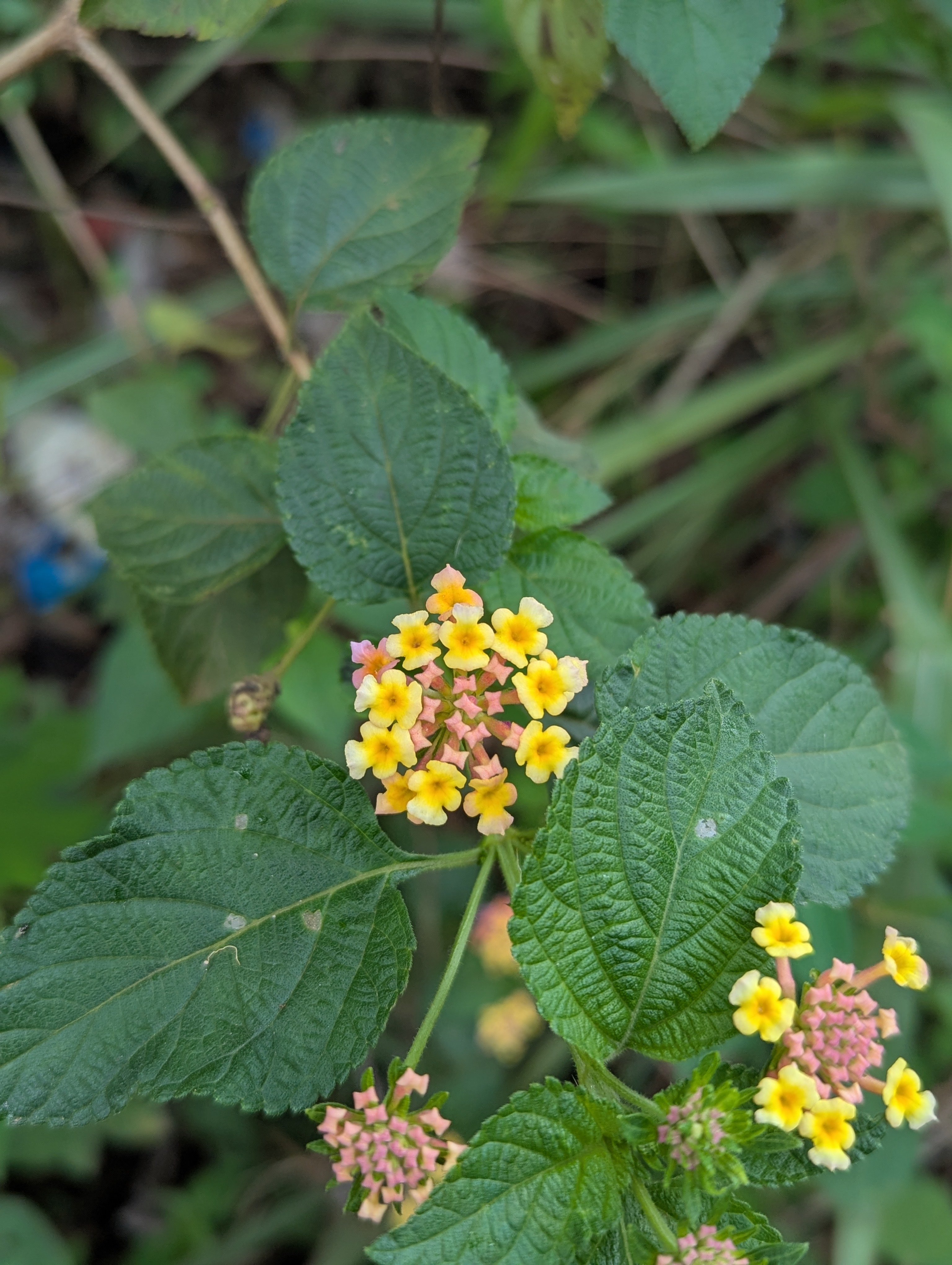 Close-up of a wild lantana flower plant with clusters of small yellow and pink flowers surrounded by green leaves.