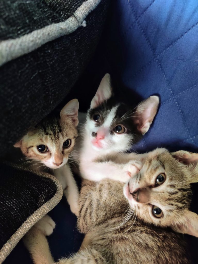 Three kittens cuddling together on a quilted fabric surface, with one black and white kitten and two tabby kittens.