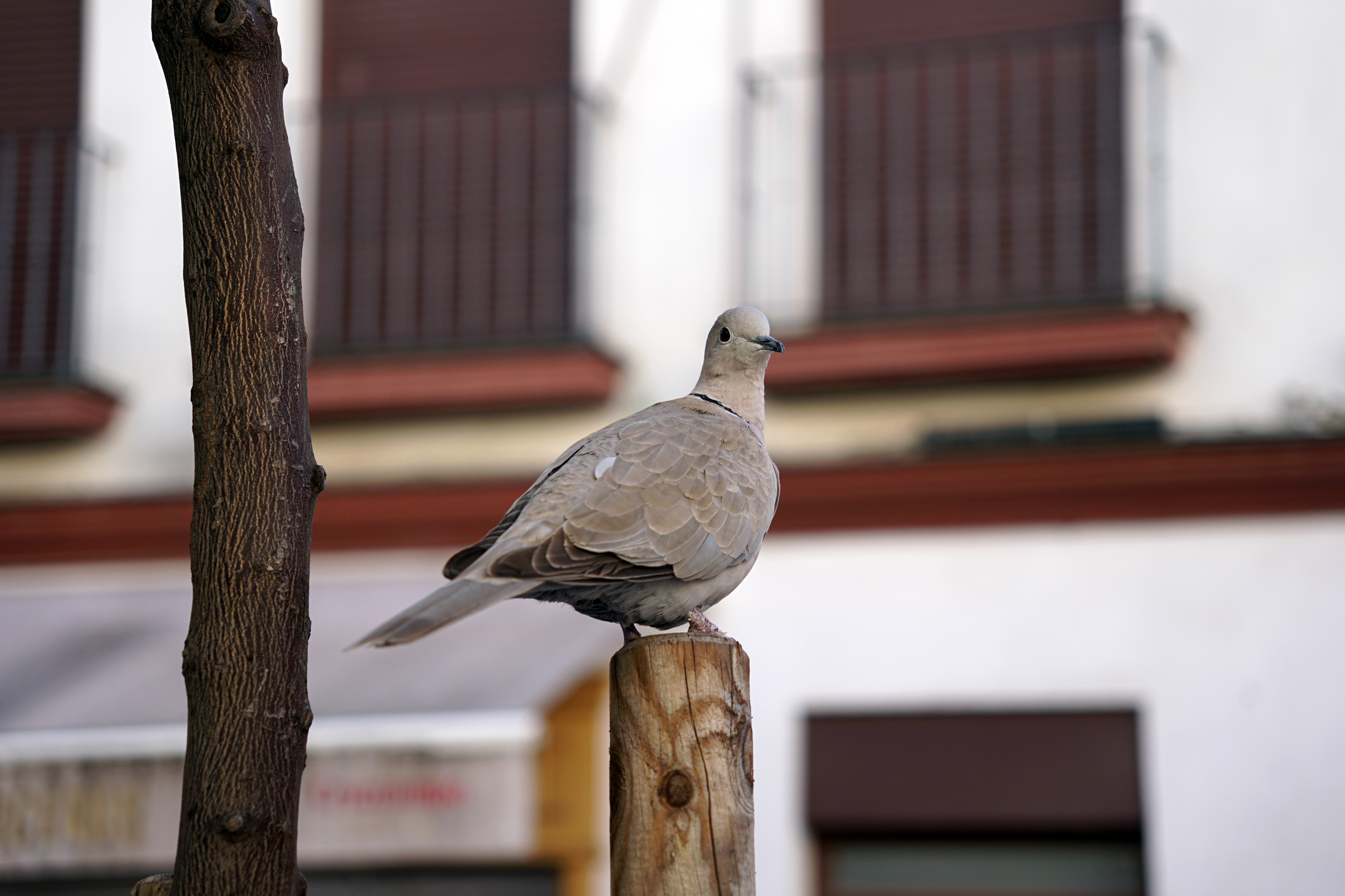 A dove perched on a wooden post with a blurred background of building shutters.