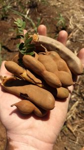 A hand holding several brown tamarind pods with a small green branch. The background shows dry soil and sparse vegetation.
