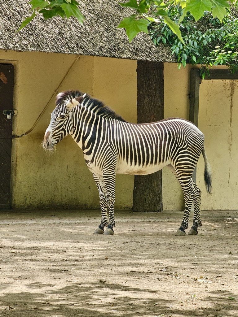 A long view of Grévy’s zebra (Equus grevyi), also known as the imperial zebra. From Frankfurt Zoo.