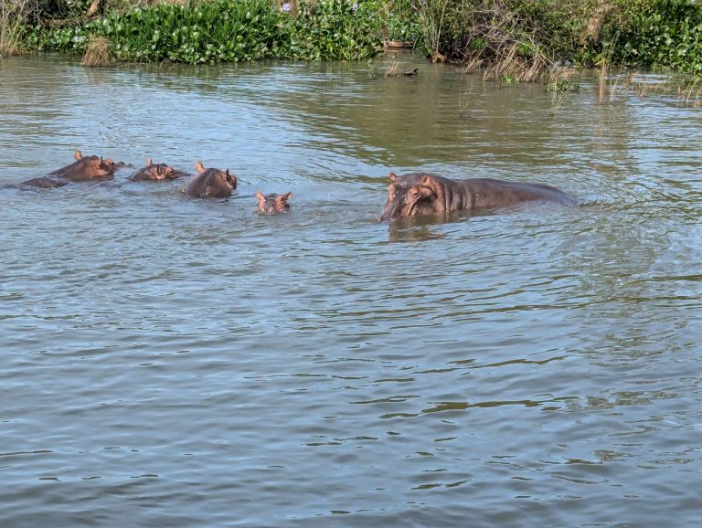 A group of hippos partially submerged in water, with greenery along the shore in the background.