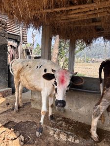 A white cow with black spots and a red mark on its forehead stands in a rustic shed. The shed has a straw roof and concrete pillars. The background shows trees, fields, and a partially visible other cow.